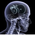 /album/fotogaleria/cerebro2-1-jpg/
